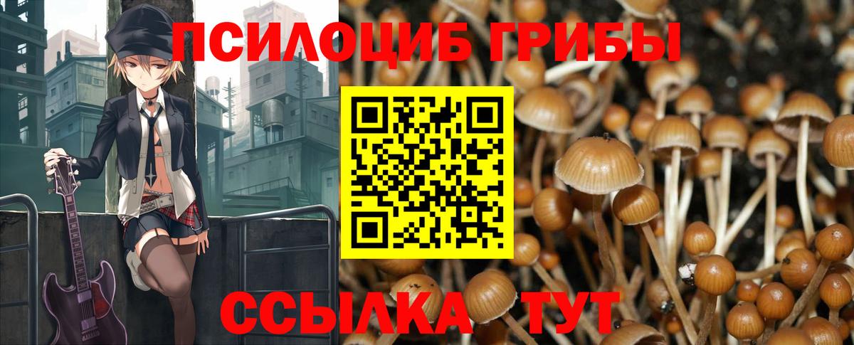 Галлюциногенные грибы Psilocybine cubensis Донской